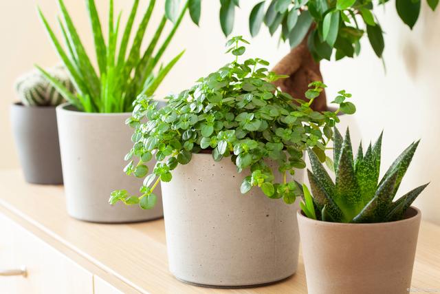 臥室可以放什麼植物，8種綠植讓你的臥室綠意盎然