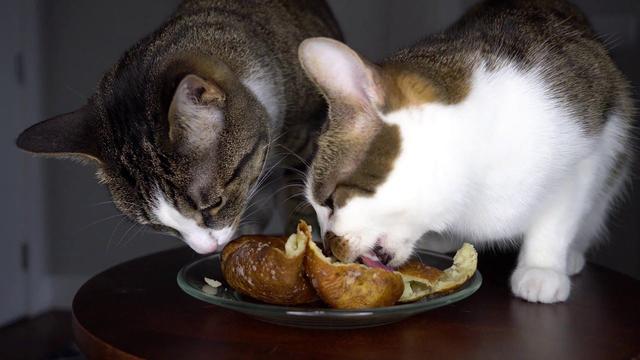 貓可以吃麵包嗎