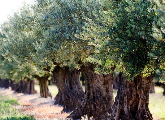 橄欖樹適合在什么地方種植