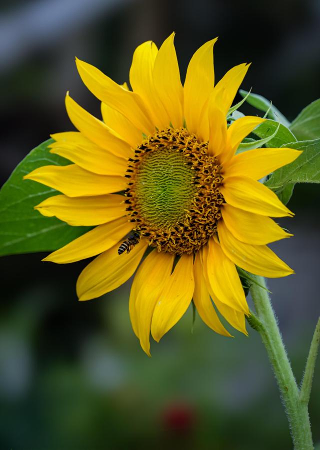 向日葵花的種植方法，適合在大花盆裏種嗎
