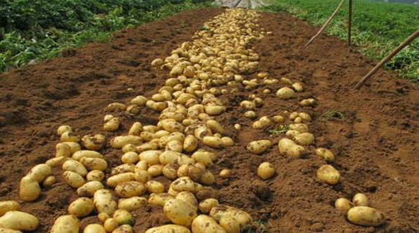 冬季種植土豆什麼時候種好?怎麼種才能高產?