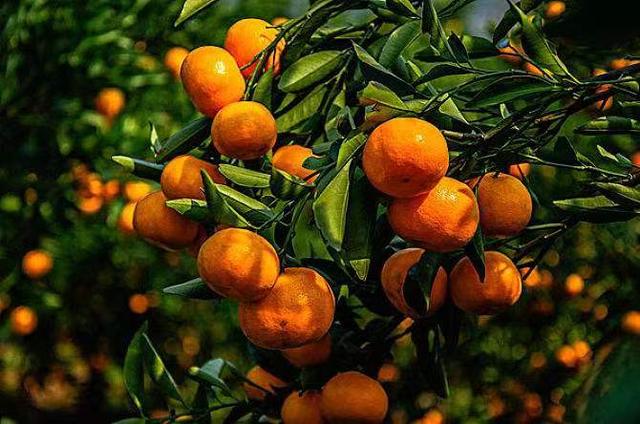 柑橘十月如何做好管理，這幾點要重視