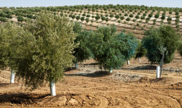 橄欖樹適合在什么地方種植