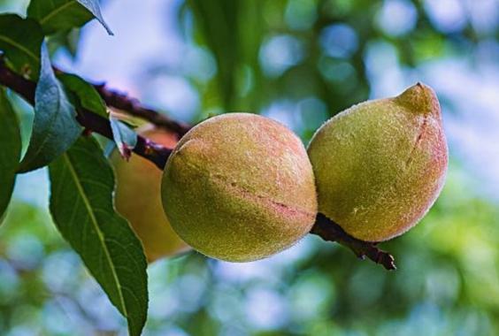 桃樹的生長過程是什麼