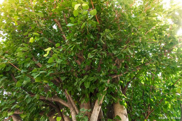 小葉菩提樹的養殖方法和注意事項