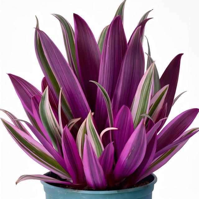 紫露蘭怎么養，才能更旺盛?