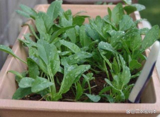 冬季室內可以種植哪些蔬菜?怎樣在冬季種植蔬菜?