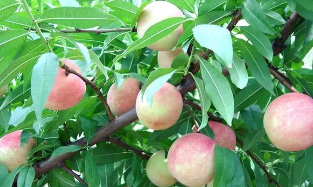 桃樹的生長過程是什麼