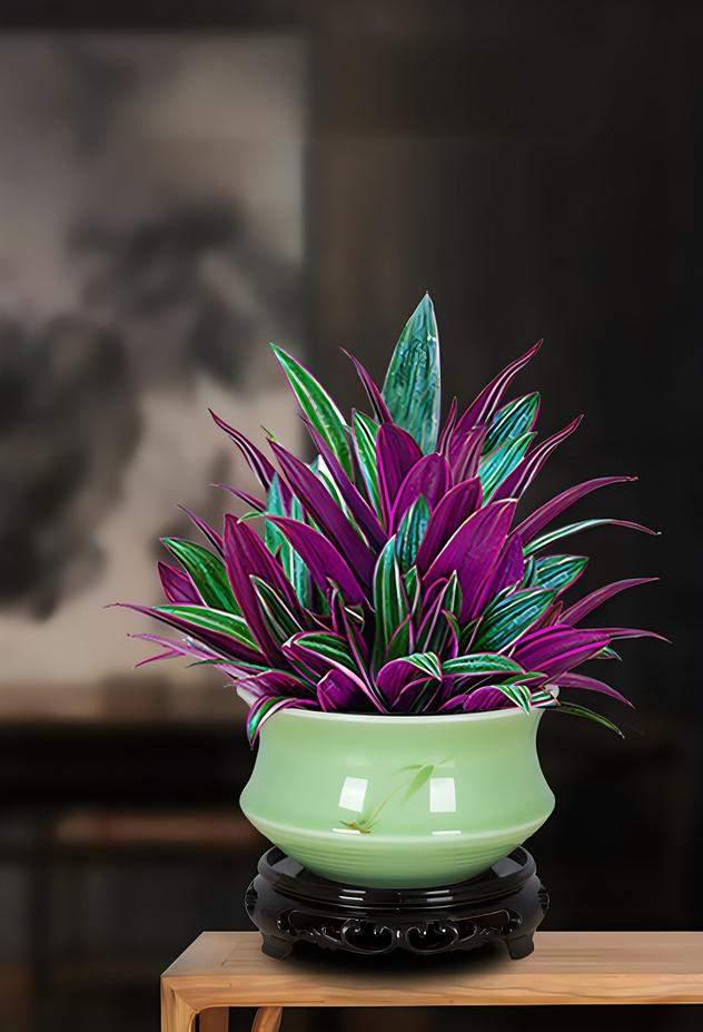 紫露蘭怎么養，才能更旺盛?