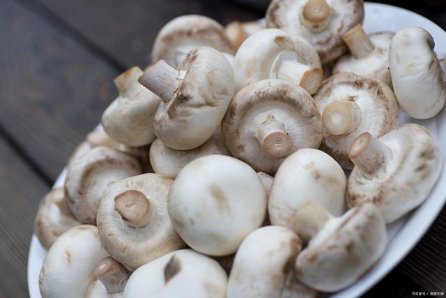 如何在家中種植口蘑?一篇簡單易學的種植指南