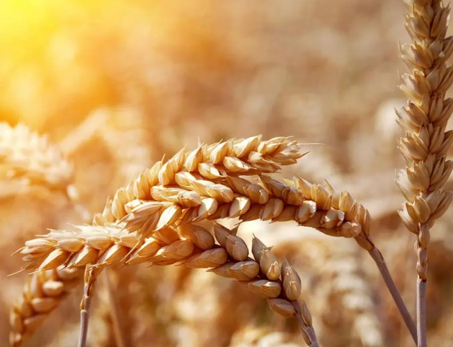 小麥開花期是什麼?
