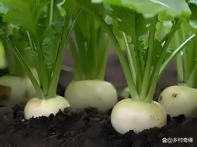 疙瘩菜的高產種植方法