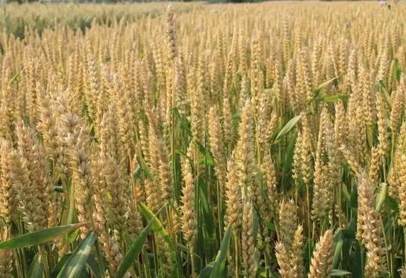小麥開花期是什麼?