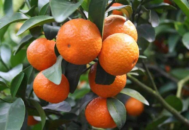 柑橘種植前，先選擇合適的土壤，在生長期內，適時整形疏果