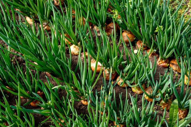 掌握洋蔥苗期和田間管理，為生長提供合適的環境，並適時采收