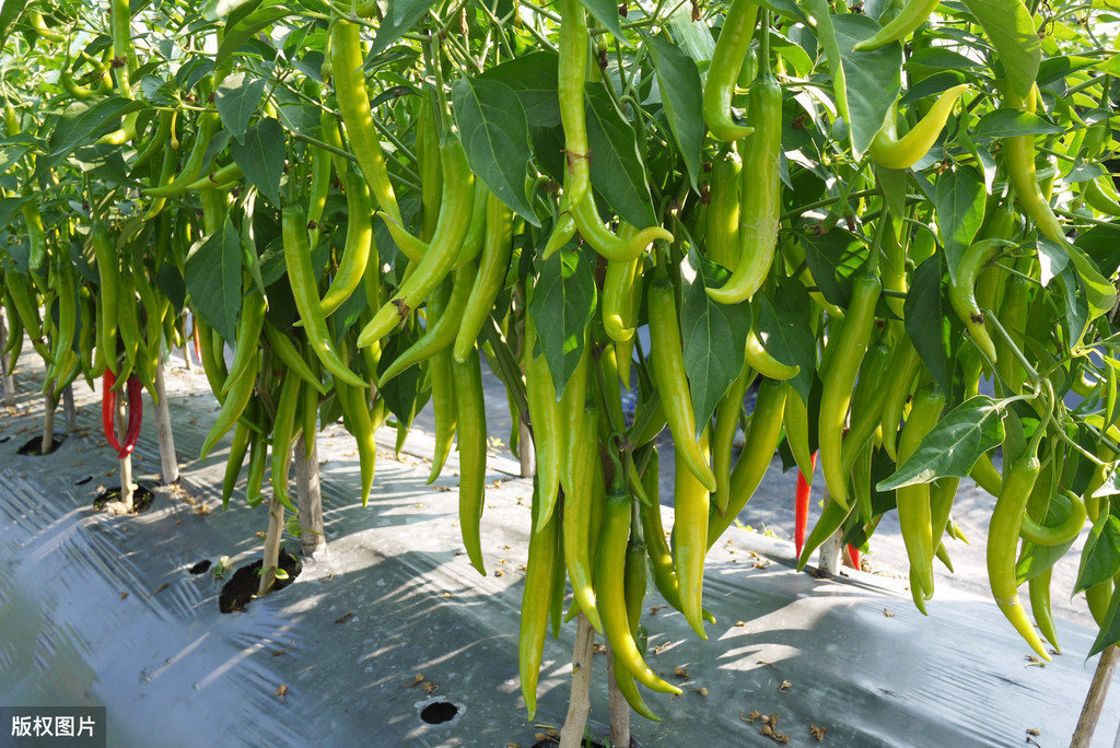 夏季露地種植辣椒，遇到長期高溫無雨對辣椒產量有什么影響?