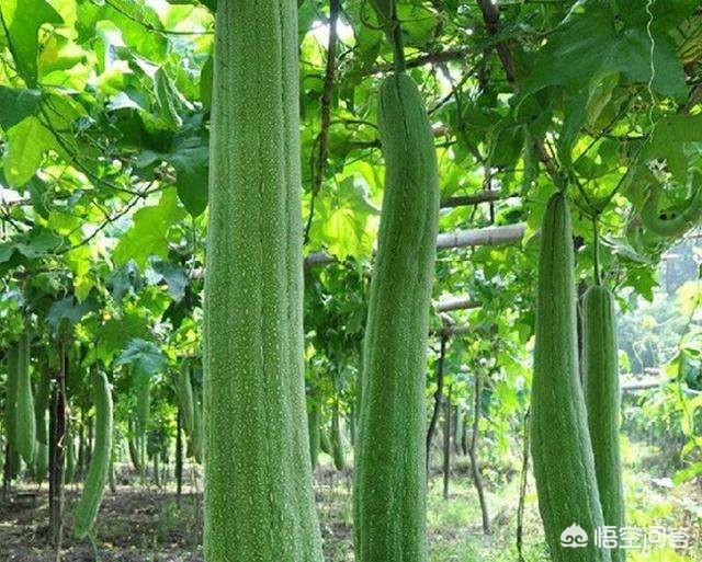 絲瓜怎么種植才好?