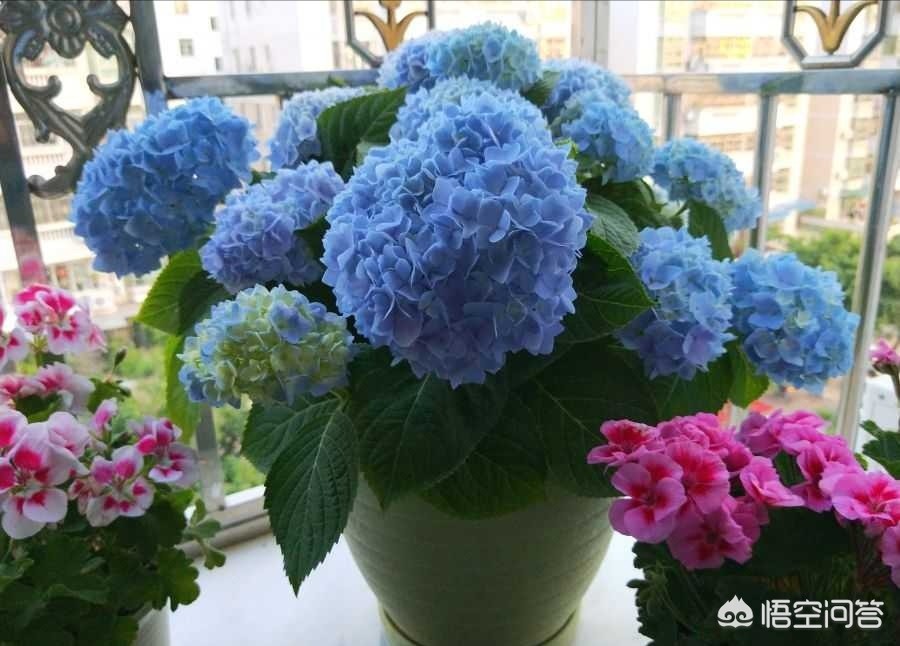 八仙花如何從紅轉藍?有哪些實用的方法?