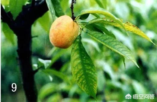 桃樹發生黃葉病是什么原因，怎么防治?