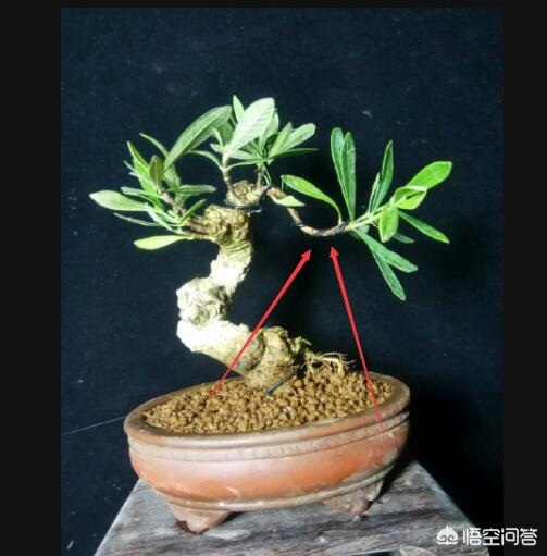 盆栽的小葉梔子花，為什么葉子越長越大?