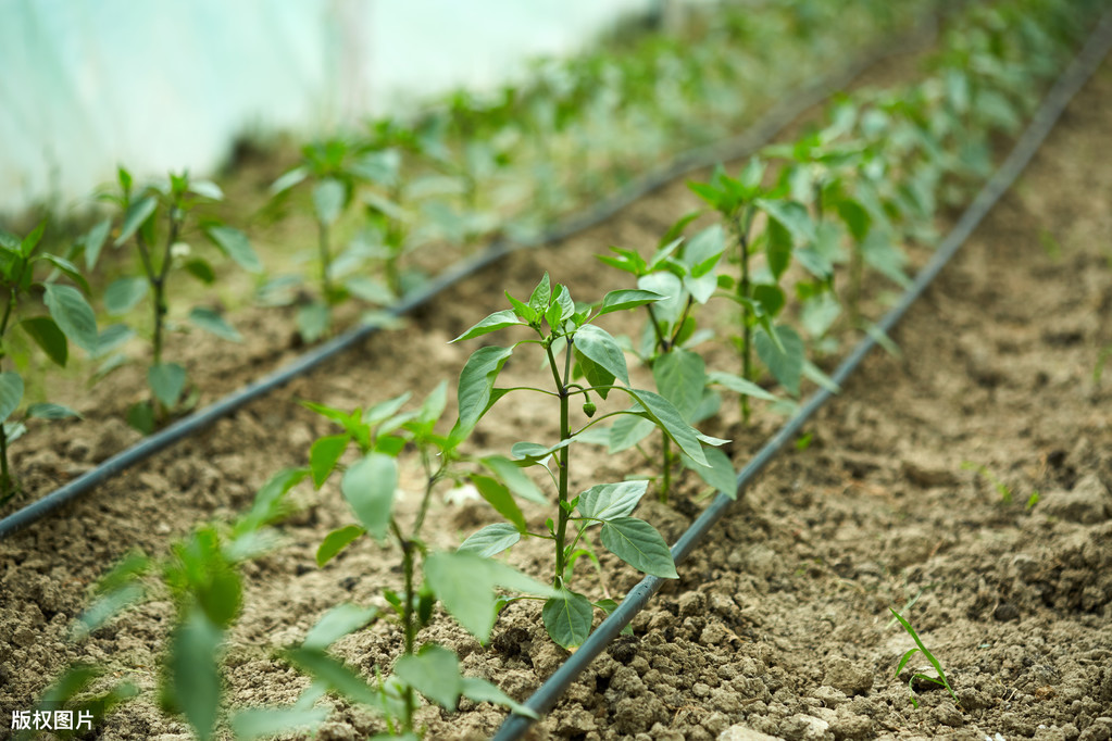 夏季露地種植辣椒，遇到長期高溫無雨對辣椒產量有什么影響?