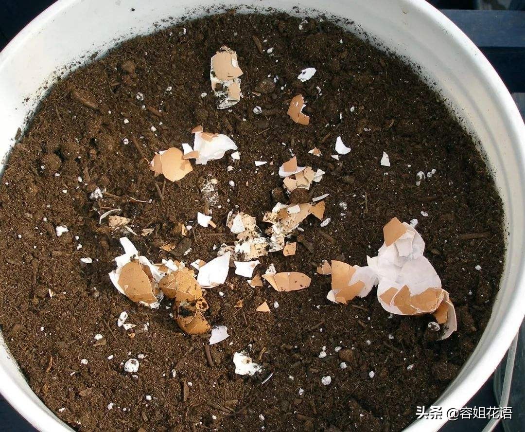 雞蛋殼做肥料適用於哪些花卉?