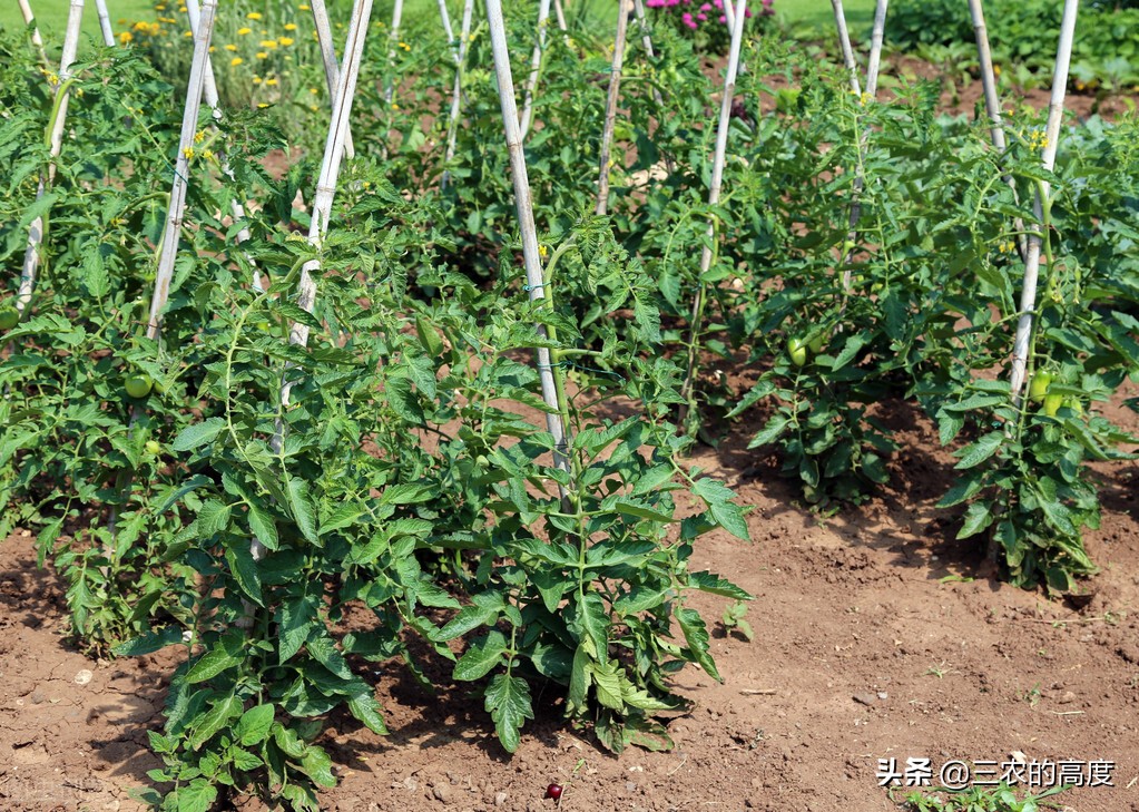 西紅柿如何種植，要注意些什麼?