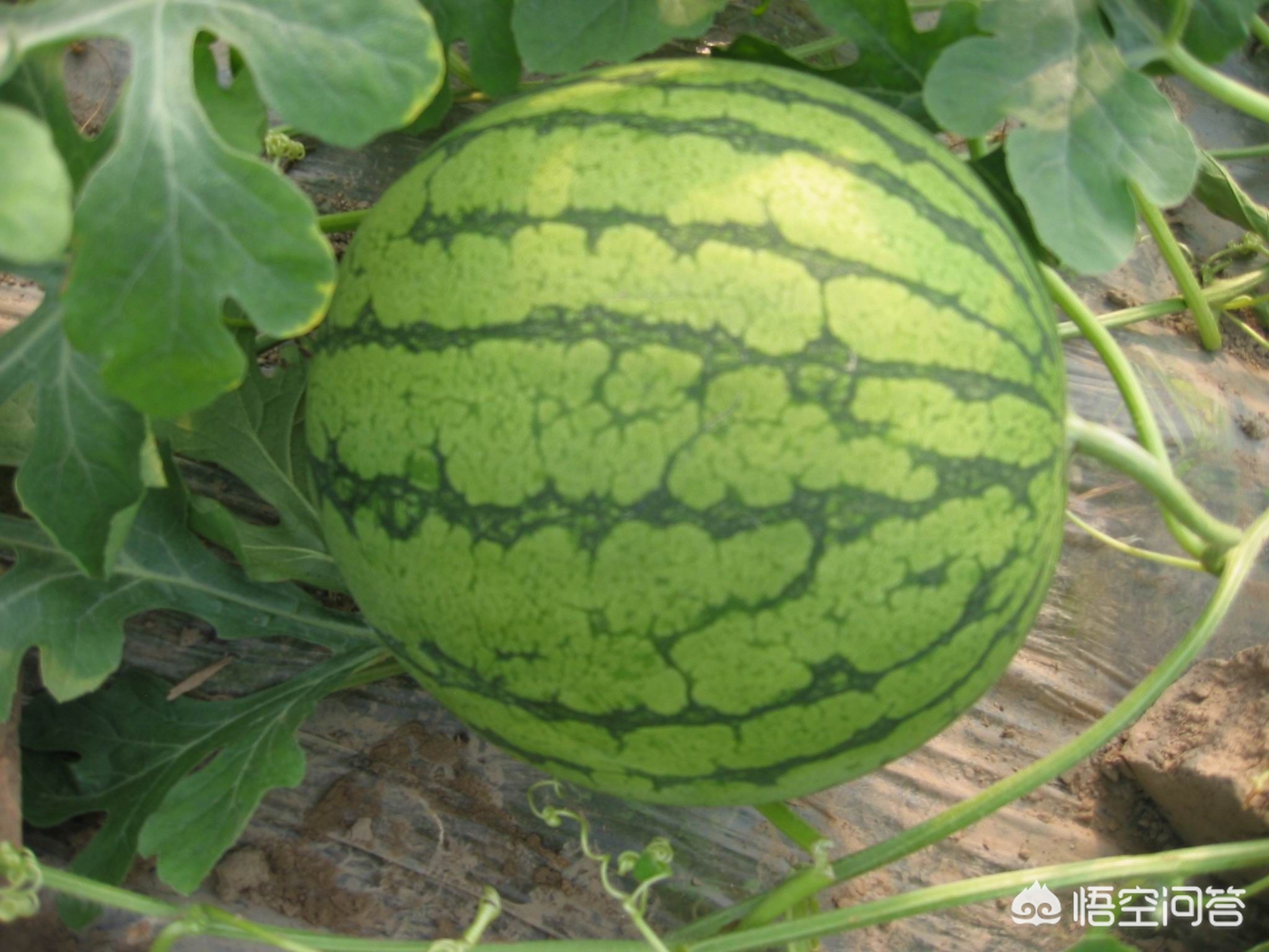 西瓜都是如何種植的?