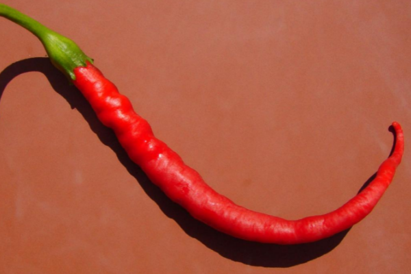 小米椒怎麼種植才能達到最辣?有什麼技巧?