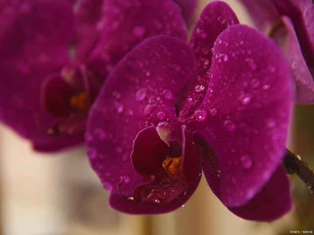 開花的蝴蝶蘭幾天澆一次水?你是如何給它澆水的?