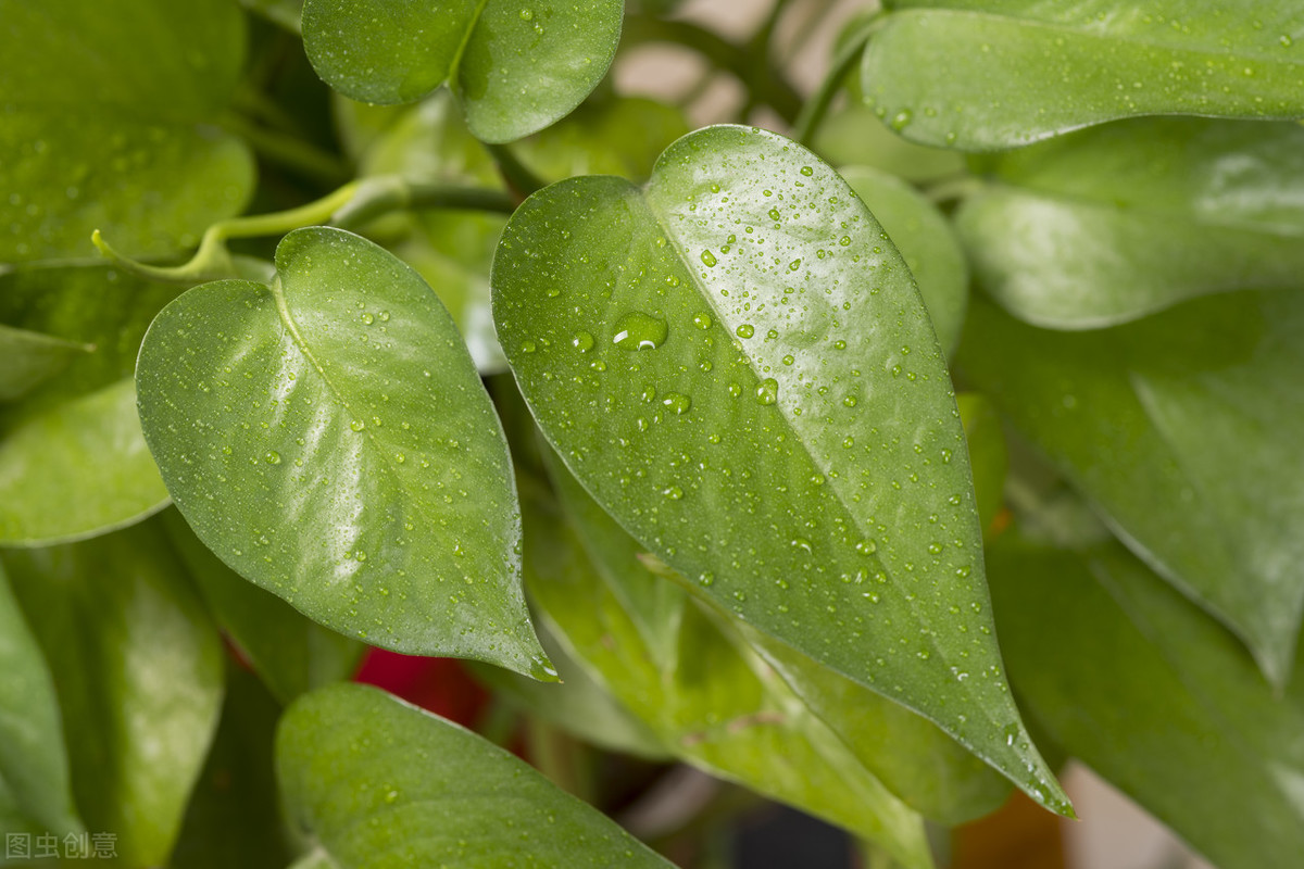 綠羅蘭是如何盆栽養殖?