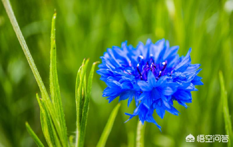 藍色優雅的矢車菊，如何栽培和防倒伏?
