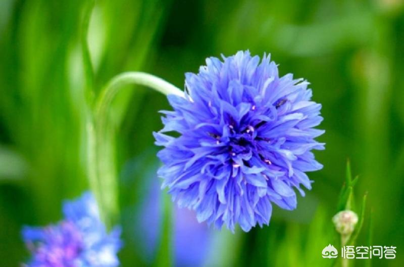 藍色優雅的矢車菊，如何栽培和防倒伏?
