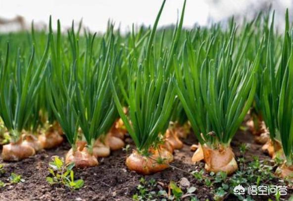 如何進行洋蔥栽培管理?需要注意哪些細節提高產量?