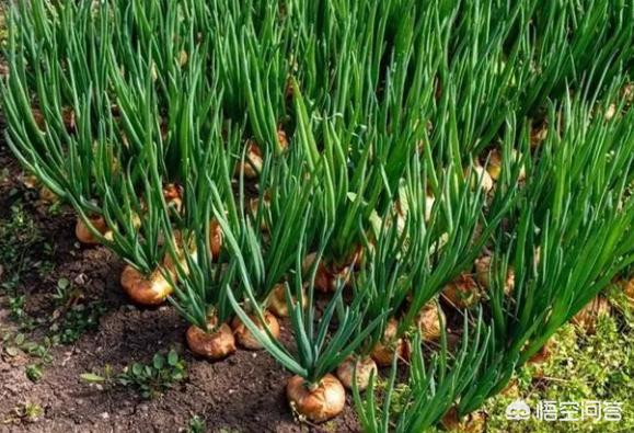 如何進行洋蔥栽培管理?需要注意哪些細節提高產量?