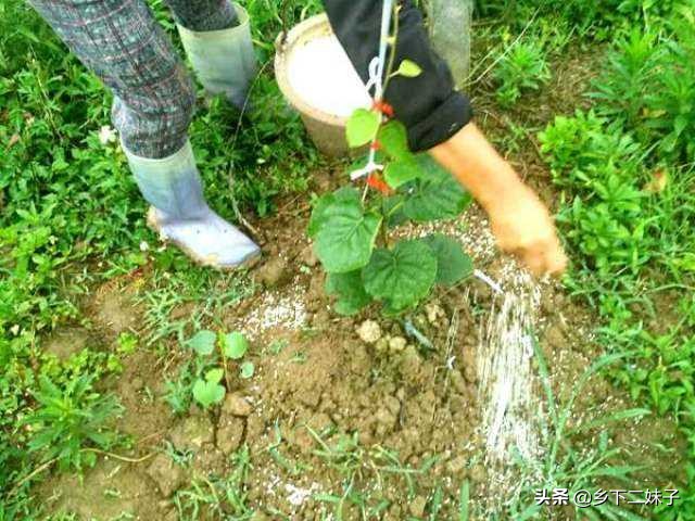 種植獼猴桃，怎么施肥可以高產?
