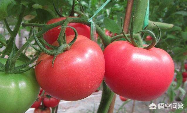 西紅柿如何種植?管理方法有哪些?
